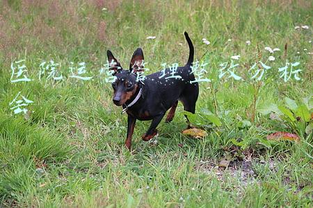 医院运营管理整改分析会