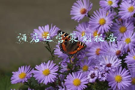 酒店运营策划报告