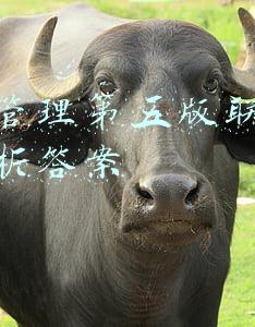 会计案例分析题及答案(企图用公款“借鸡生蛋”结果却“鸡飞蛋打”，14起财务人员违纪违法问题案例分析)
