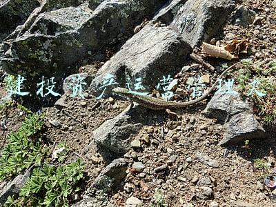 山西建投城市运营集团(山西建投地产品牌名称征集公告)
