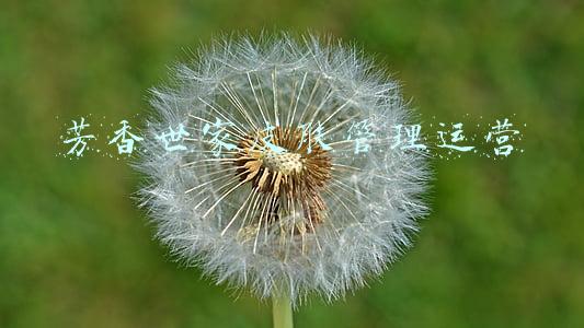 芳香世家皮肤管理中心怎么样(芳香世家皮肤管理中心)