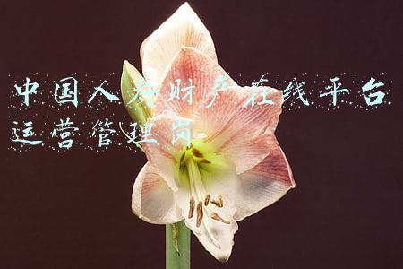 中国人寿业务管理岗是做什么的(中国人寿95519：二十载春华秋实 好服务至臻致远)