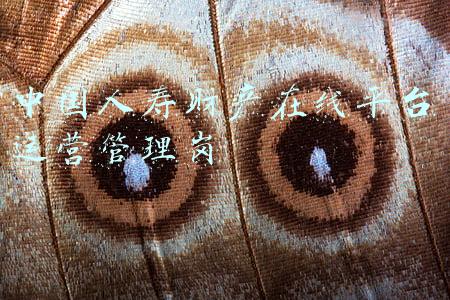 中国人寿财产保险(中国人寿财险：数字化时代的保险新范式)
