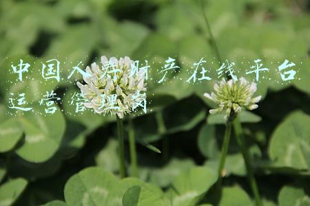 中国人寿财产在线平台运营管理岗