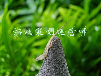 游戏策划运营师