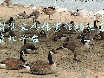 智慧体育场馆应具备哪些功能(冬奥场馆 既有颜值又具智慧)