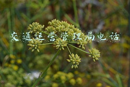 交通运管所电话(春运出行有困难 可拨打运管监督服务电话)