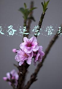 企业生产运营分析报告(2019拼多多产品运营分析报告)
