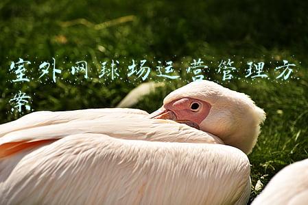 室外网球场运营管理方案