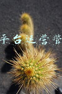 微平台运营管理