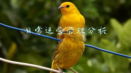 日常运营管理分析