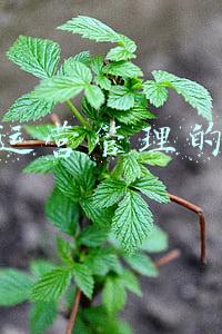 销售团队的运营管理(永攀高峰——高绩效销售团队建设和管理 内训推荐)