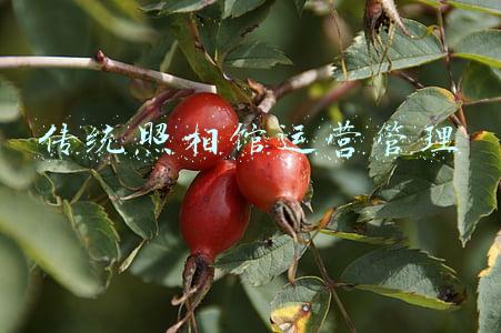 传统照相馆运营管理