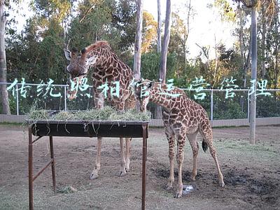 照相馆运营管理方案(宠物摄影的生意经)