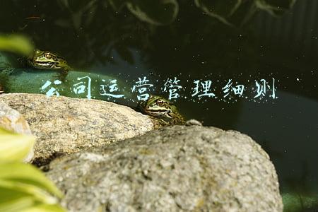 公司运营管理细则