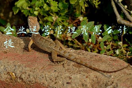 企业运营管理费怎么计提