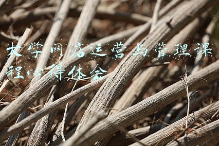 大学网店运营与管理课程心得体会