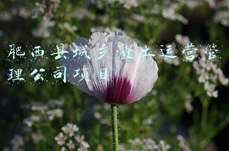 肥西县智慧教育云平台(三箭齐发！安徽肥西瞄准“幸福之城”)