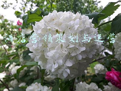 酒店营销策划与运营酒店Gop(环球追梦人③|对话徐永宝：疫情之下，酒店业的经营之道)