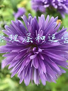 美森快船(市场采购贸易 常熟谋蜕变)