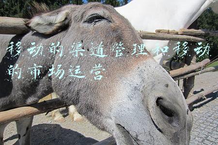 移动的渠道管理和移动的市场运营