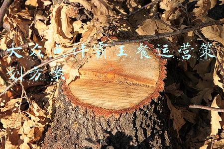 大众点评霸王餐运营策划方案