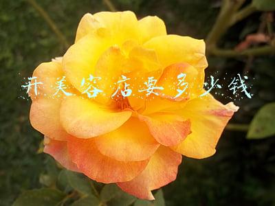 开美容店需要多少钱才能开起来（开美容店需要多少钱）