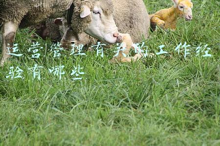 运营工作经验(两年运营经验，居然连互联网大厂一面都过不了…)