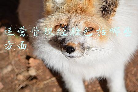 运营管理经验包括哪些方面