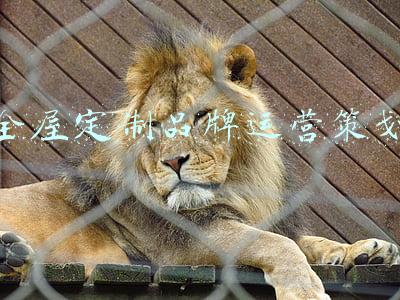 全屋定制品牌运营策划