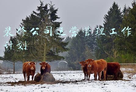 装修公司运营流程(「定制与整装的融合」4. 家装运营中设计流程的融合)