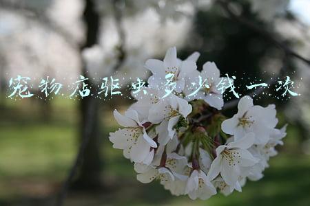 狗狗驱虫去宠物店还是自己（狗狗驱虫要去宠物店吗）