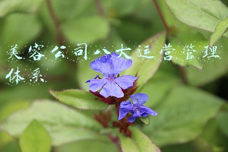 美容公司八大运营管理体系