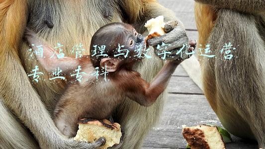 酒店管理与数字化运营专业专科
