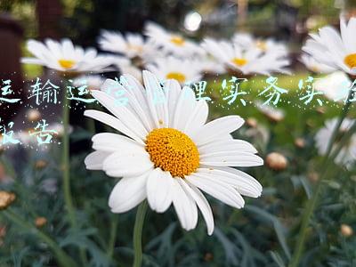 运输运营管理实务实验报告