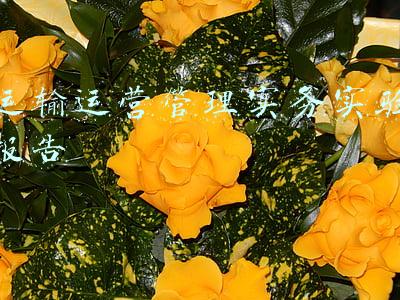 运输运营管理实务实验报告