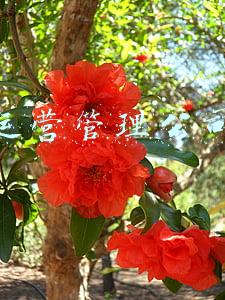 商业运营管理公司人员