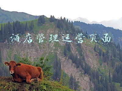 酒店管理网站(SpringBoot酒店管理源码附带运行视频教程)