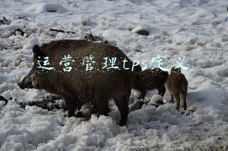 tpm管理是指什么(「管理」详解TPM（全员生产维护）管理的九大支柱)