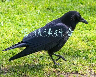 营销课件下载(职场营销精英和企业老板，必备16套精华营销方法课件PPT免费拿)