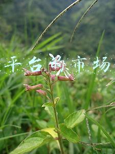 抖音平台的市场营销