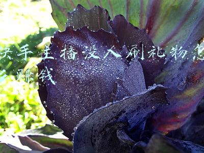 快手主播没人刷礼物怎么赚钱
