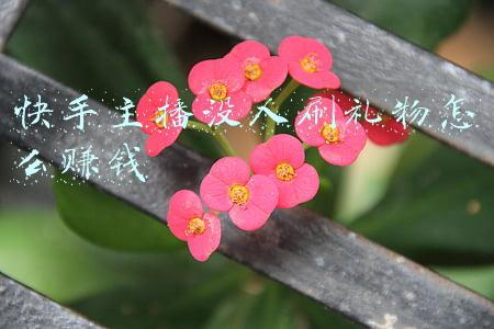 快手主播没人刷礼物怎么赚钱