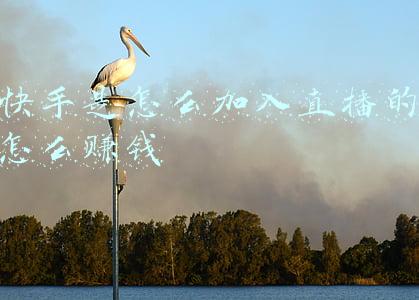 快手是怎么加入直播的怎么赚钱