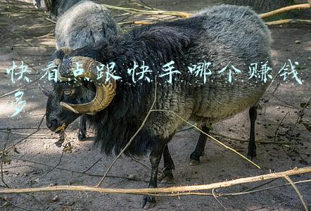 快看点和快手(“快看点”开发者云掣科技被快手关联公司100%持有)