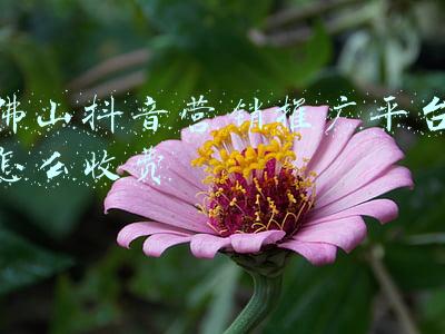 抖音推广平台收费标准(抖音推广公司怎么收费)