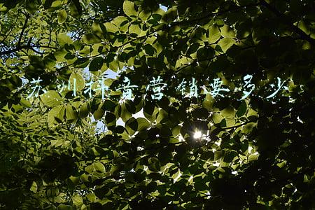 苏州抖音营销要多少