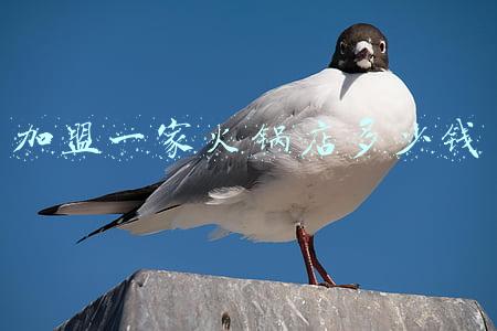 加盟一家火锅店多少钱
