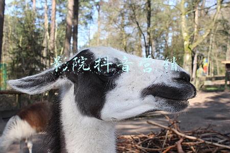 影院营销活动(环球影城火到“麻瓜们”一票难求？明星集体打卡被嘲营销过度)