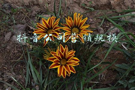 抖音公司营销规模